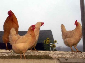 Chickens in the Morning