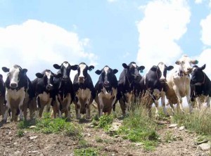 Holstein Cows