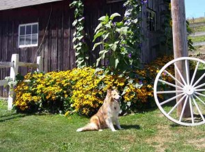 Collie Watch Dog