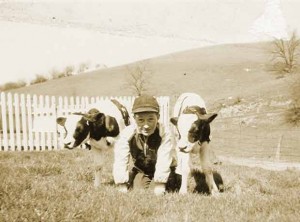 Boy Playing with Calves