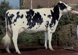 Award Winning Cow